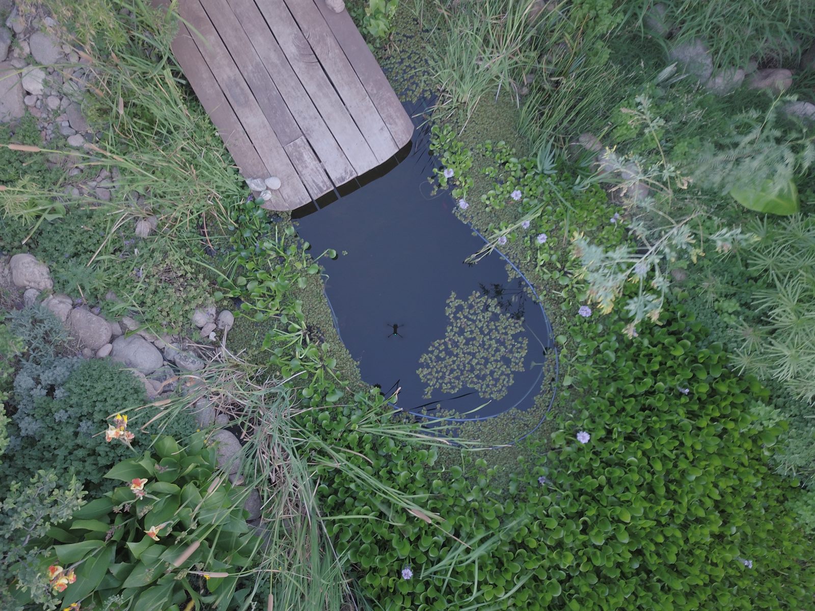 Hidrología regenerativa